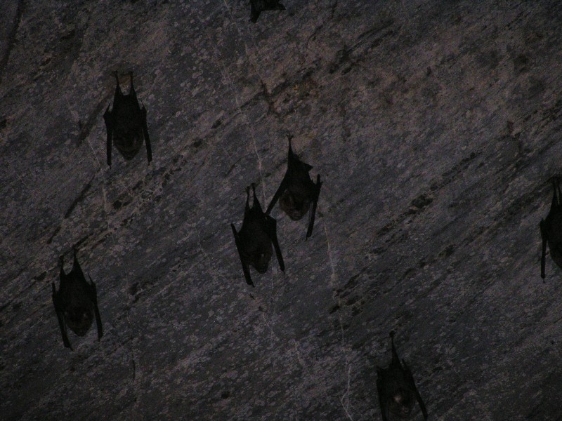 bats