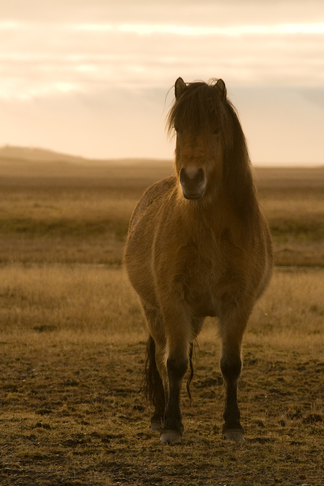 The Icelandic Horse