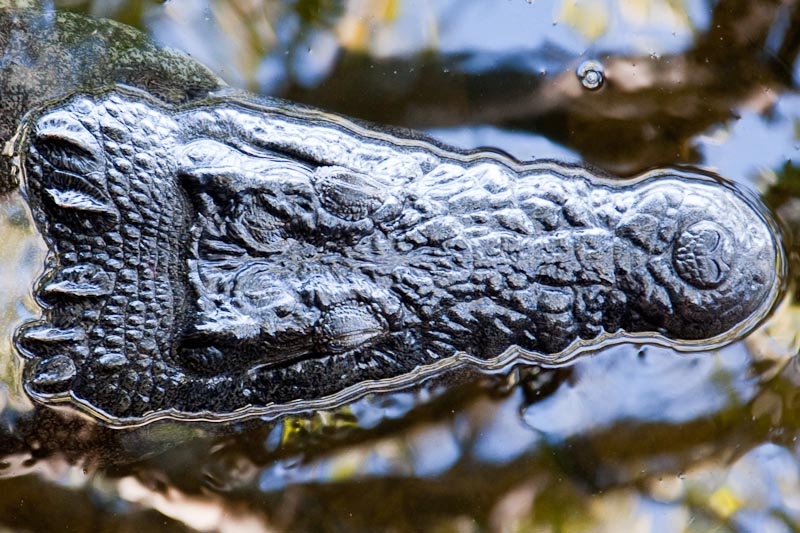 Nandi the Crocodile