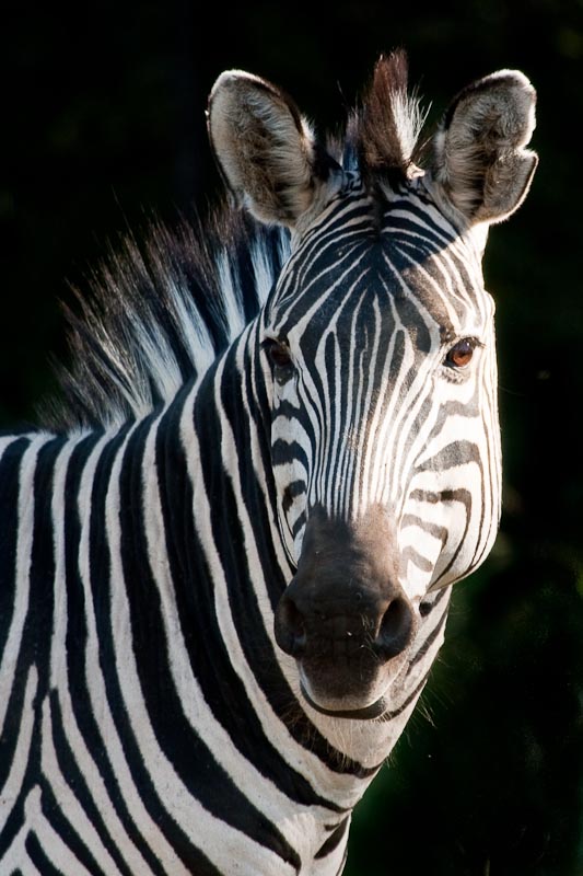 Curious Zebra