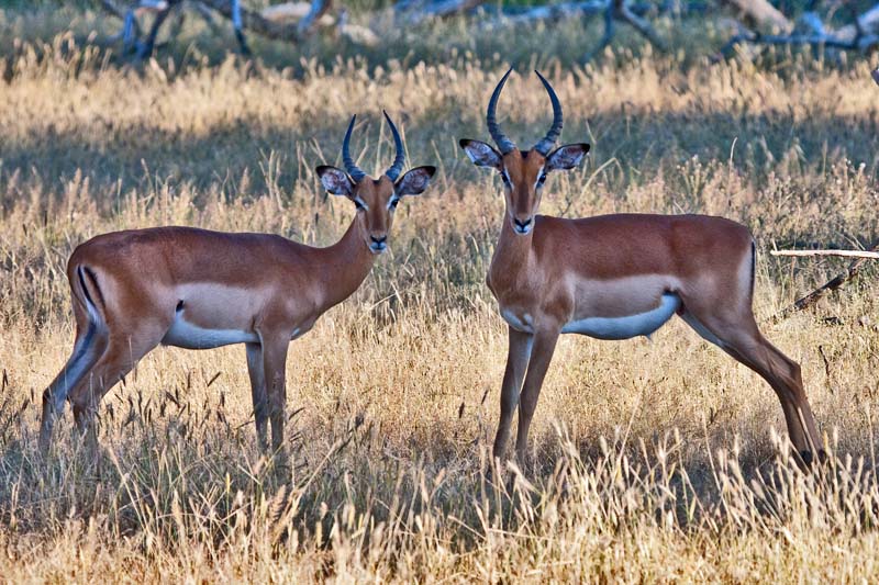 Impala