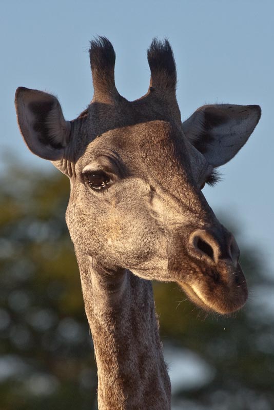 Female Giraffe