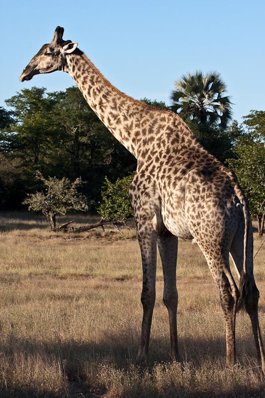 Male Giraffe