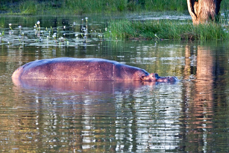 Hippo