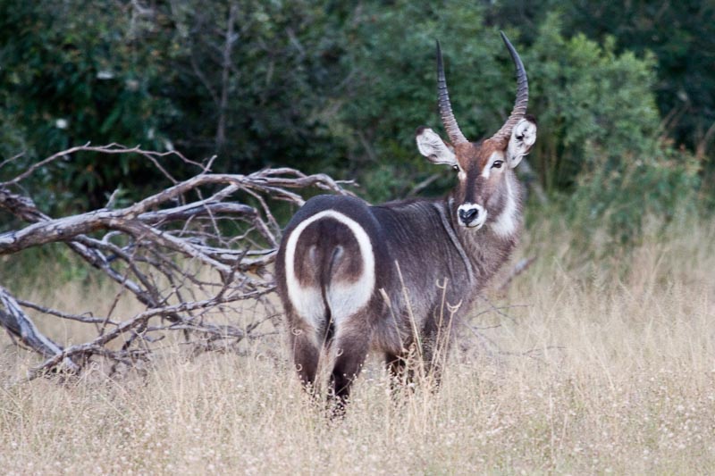 Waterbuck