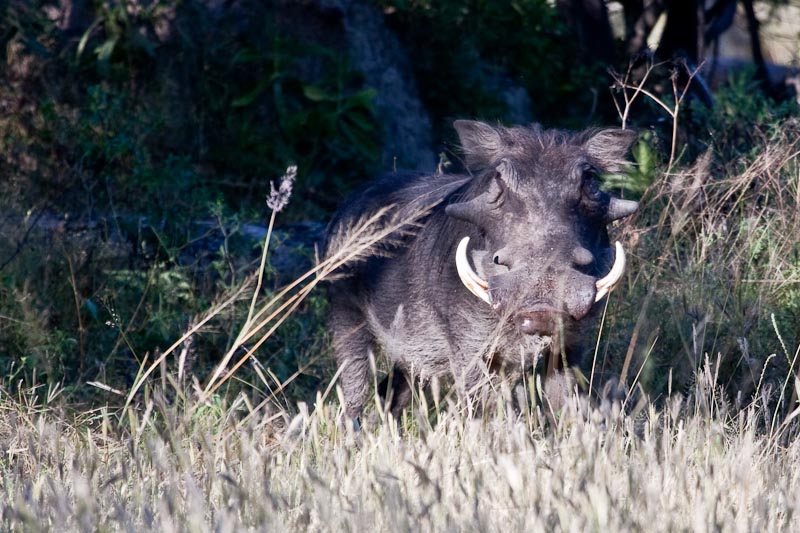 Wart Hog