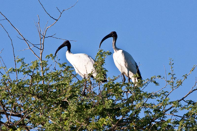 Sacred Ibis