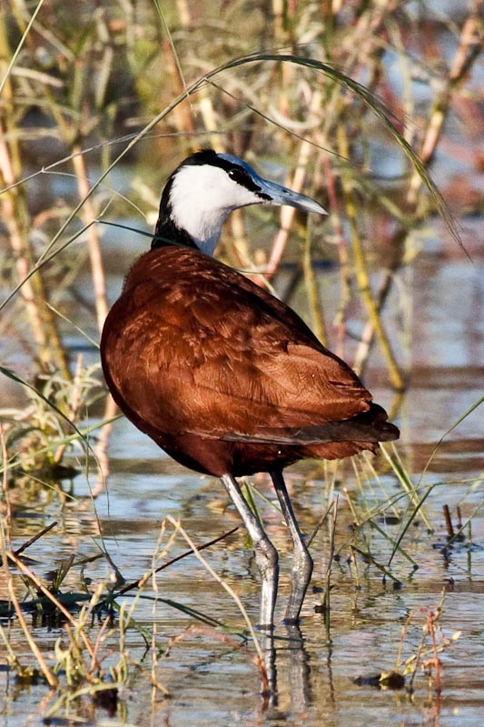 African Jacana