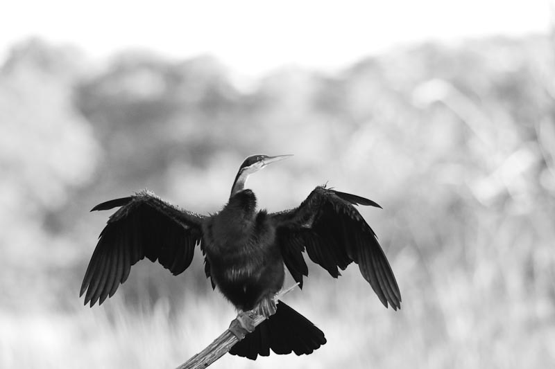 African Darter