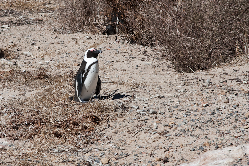 African (Jackass) Penguin