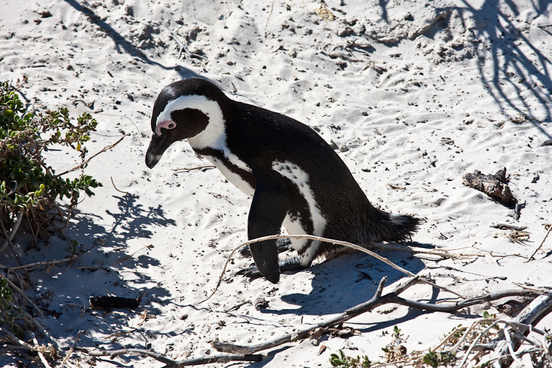 African (Jackass) Penguin
