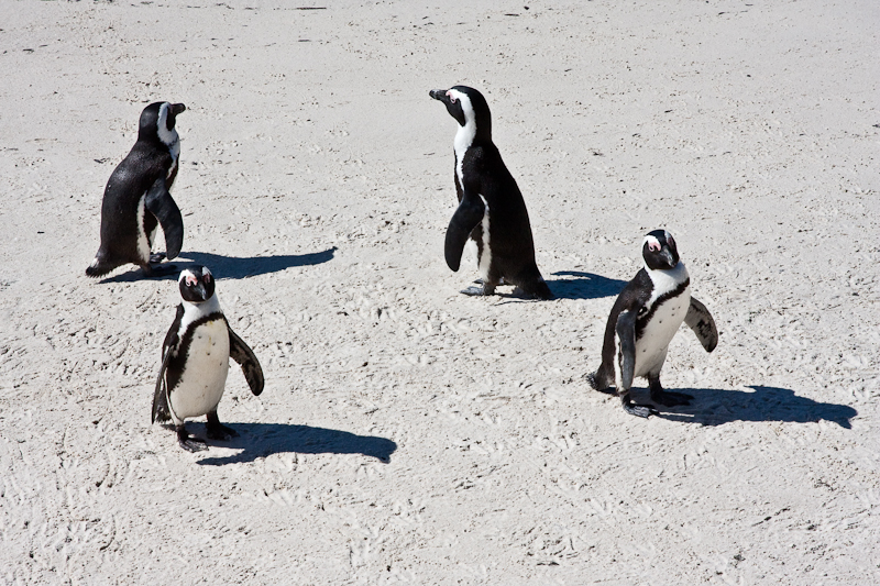 African (Jackass) Penguins