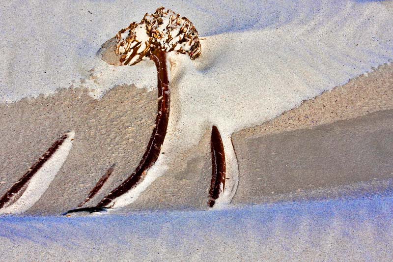 Sand Abstract #11 - Kelp