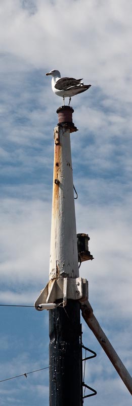 Lofty Perch