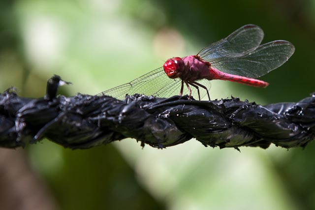 Red Skimmer