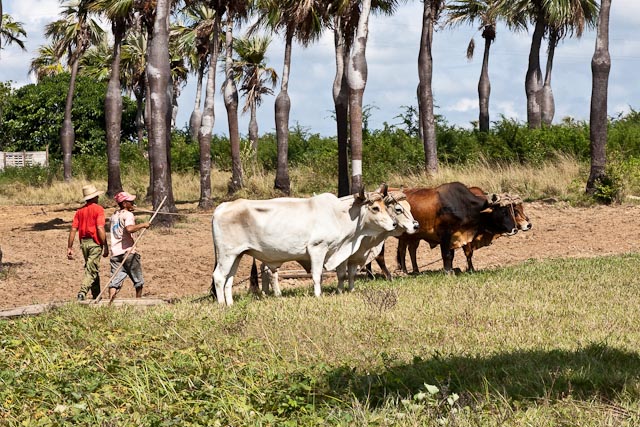 Tobacco Farm