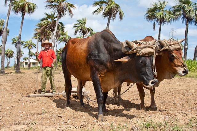 Tobacco Farmer with Oxen