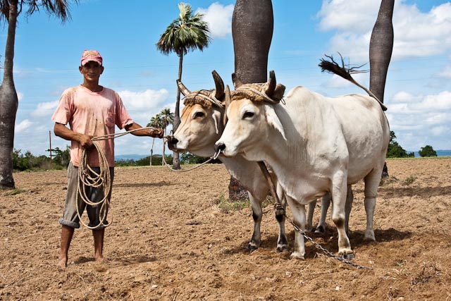 Tobacco Farmer with Oxen