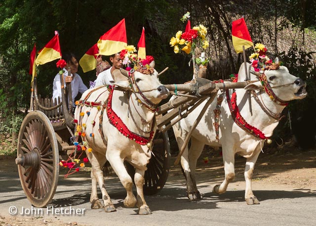 Two Young Girls Arrived in Oxcarts