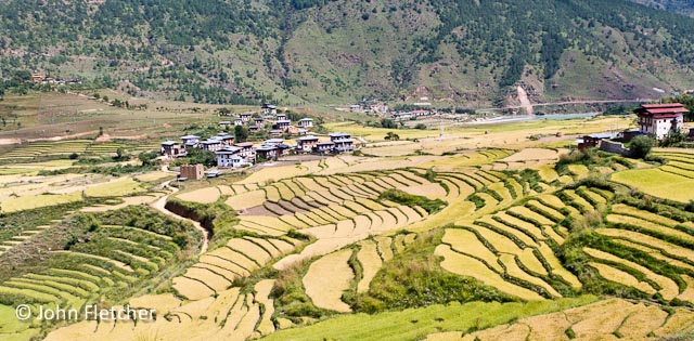 Terraced Red Rice Fields