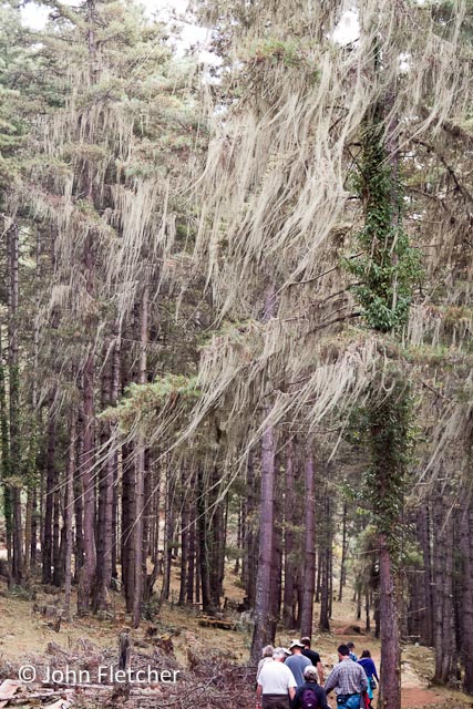 A Walk in the Enchanted Forest