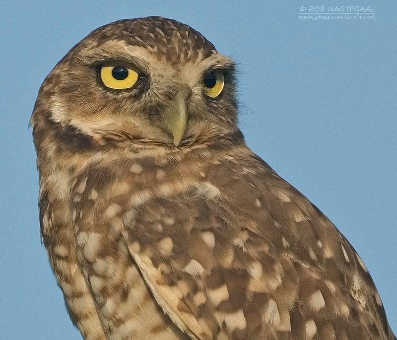 Holenuil - Burrowing Owl - Athene cunicularia brachyptera