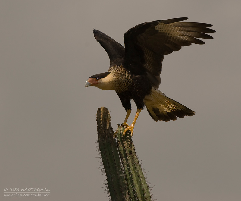 Caracara - Crested Caracara - Caracara plancus cheriway