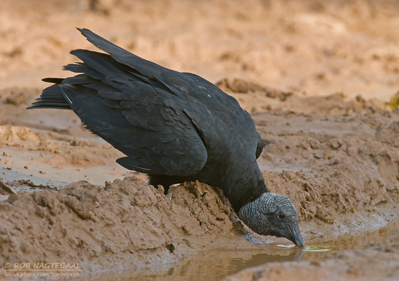 Zwarte Gier - Black Vulture - Coragyps atratus