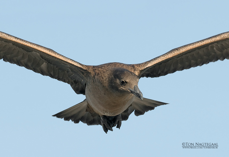 Grote Jager - Great Skua - Stercorarius skua