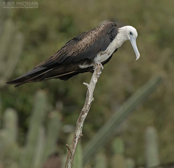 Amerikaanse Fregatvogel - Magnificent Frigatebird - Fregata magnificens