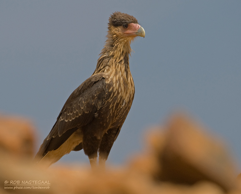 Caracara - Crested Caracara - Caracara plancus cheriway