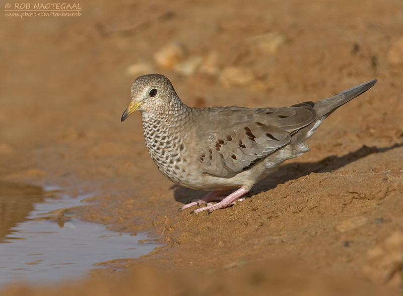 Musduif - Common Ground-Dove - Columbina passerina