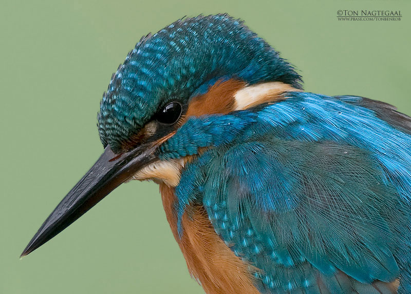 IJsvogel - Common kingfisher - Alcedo atthis
