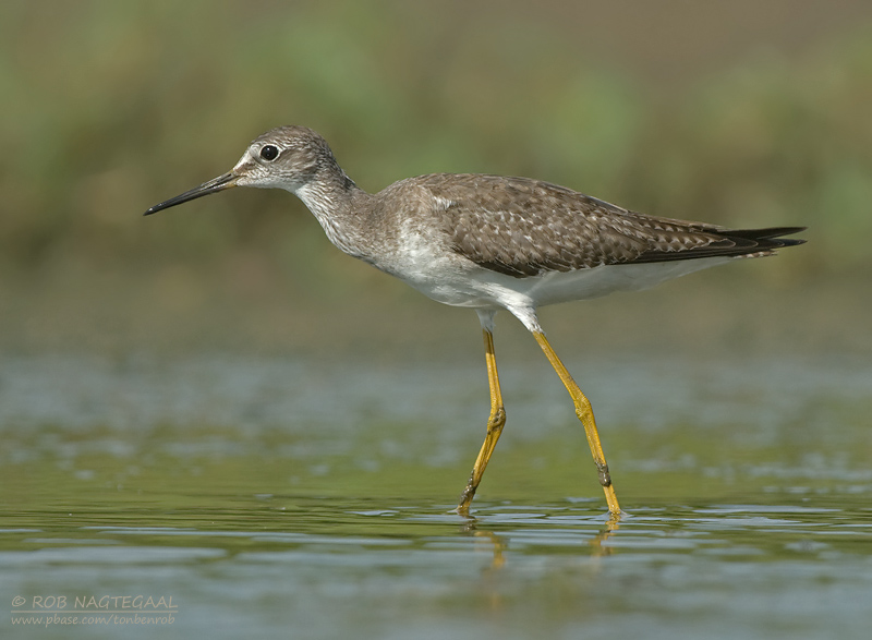 Kleine Geelpootruiter - Lesser Yellowlegs - Tringa flavipes