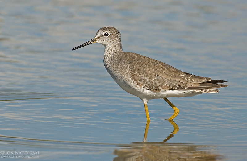 Kleine Geelpootruiter - Lesser Yellowlegs - Tringa flavipes