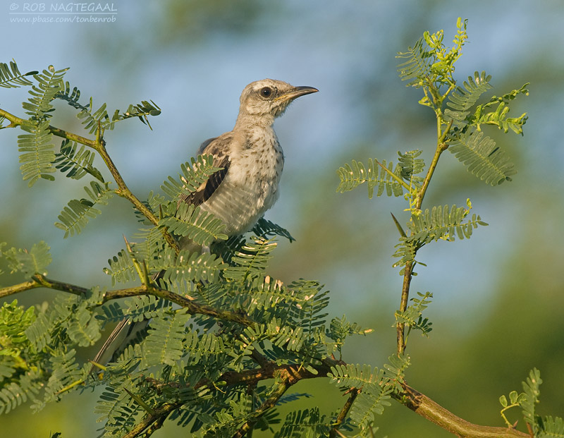 Tropische Spotlijster - Tropical Mockingbird - Mimus gilvus