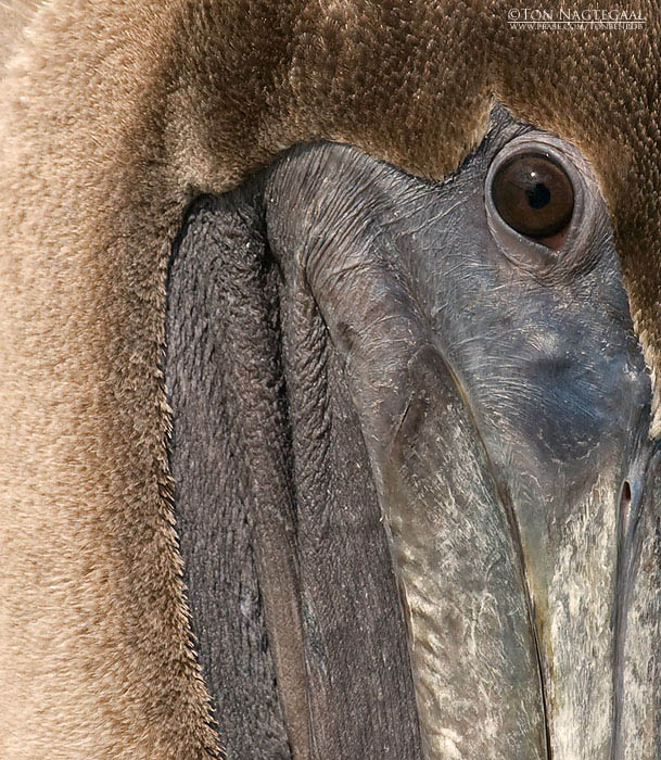 Bruine Pelikaan - Brown Pelican - Pelecanus occidentalis