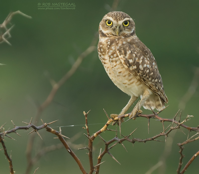 Holenuil - Burrowing Owl - Athene cunicularia brachyptera