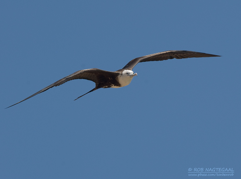 Amerikaanse Fregatvogel - Magnificent Frigatebird - Fregata magnificens