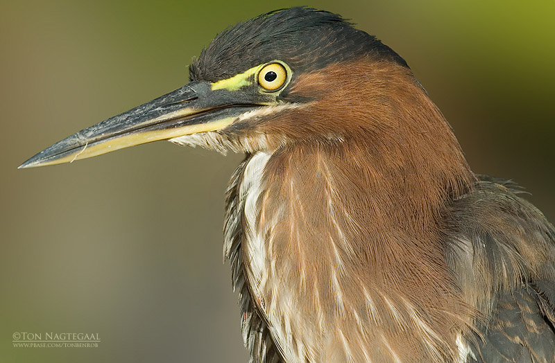 Groene Reiger - Green Heron - Butorides virescens