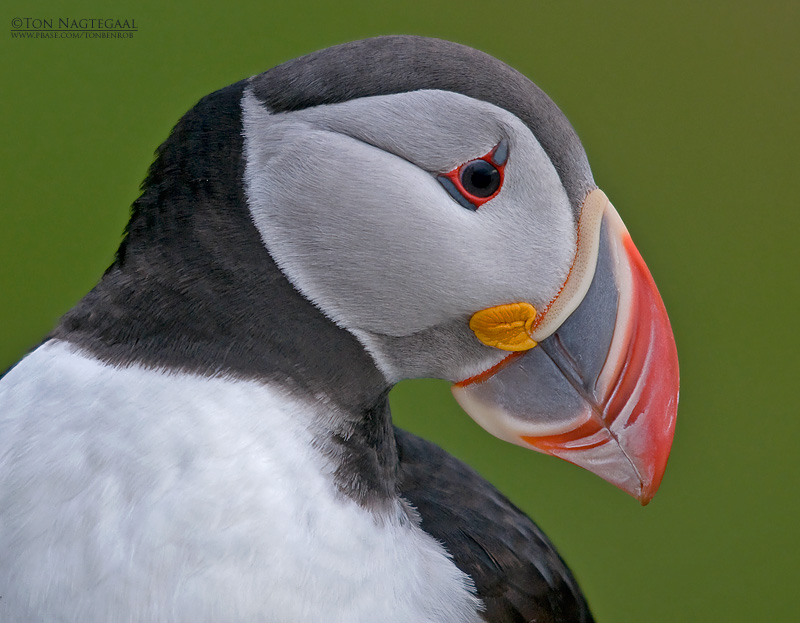 Papagaaiduiker - Puffin - Fratercula arctica