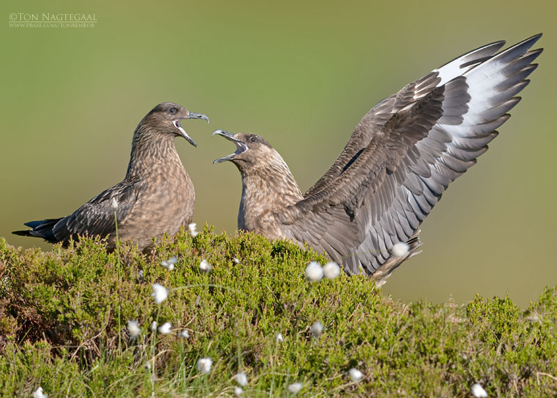 Grote Jager - Great Skua - Stercorarius skua