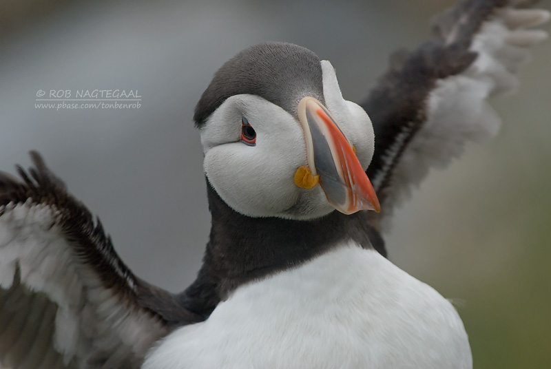 Papagaaiduiker - Puffin - Fratercula arctica