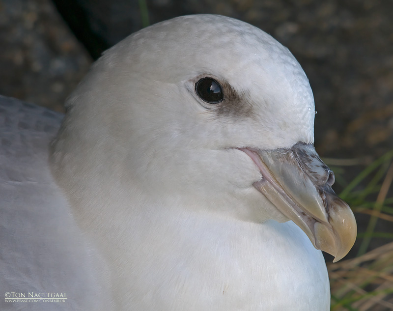 Noordse stormvogel - Northern Fulmar - Fulmarus glacialis