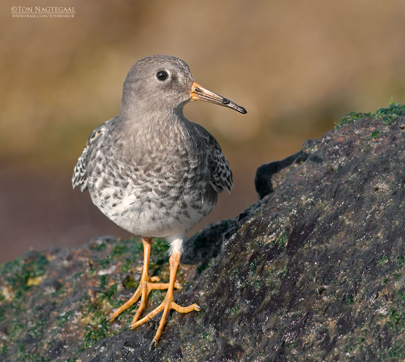 Paarse strandloper - Purple sandpiper - Calidris maritima