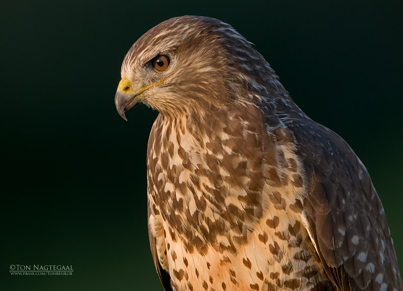 Buizerd - Common Buzzard - Buteo Buteo