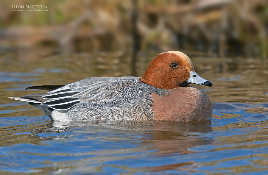 Smient - Eurasian wigeon - Anas penelope