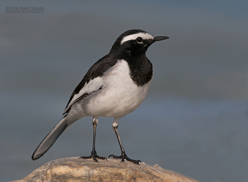 Indische Bonte Kwikstaart - White-browed Wagtail - Motacilla madaraspatensis