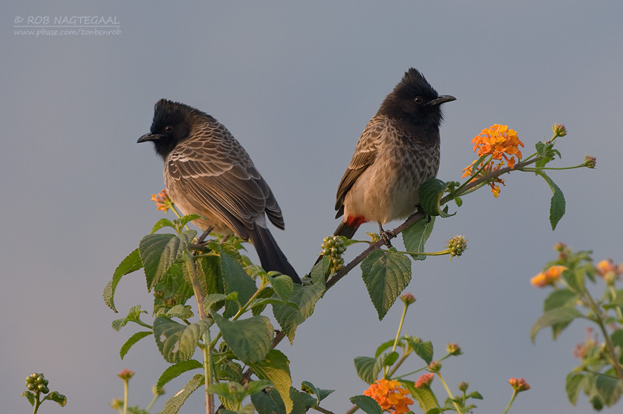 Roodbuikbuulbuul - Red-vented Bulbul - Pycnonotus cafer