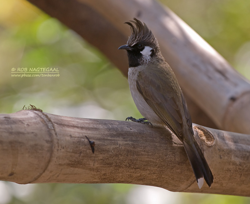 Witwang buulbuul - Himalayan Bulbul - Pycnonotus leucogenys